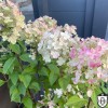 Hydrangea paniculata 'Panflora' - Aedhortensia 'Panflora' C2/2L